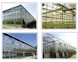 Glass Greenhouse